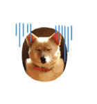 犬 犬 犬（個別スタンプ：13）