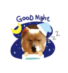 犬 犬 犬（個別スタンプ：14）