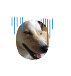 犬 犬 犬（個別スタンプ：15）