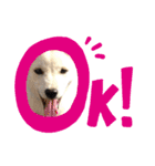 犬 犬 犬（個別スタンプ：16）