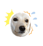 犬 犬 犬（個別スタンプ：17）