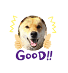犬 犬 犬（個別スタンプ：20）