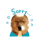 犬 犬 犬（個別スタンプ：21）
