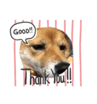 犬 犬 犬（個別スタンプ：22）