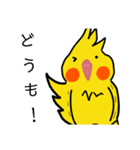 オカメインコのおーちゃん（個別スタンプ：5）
