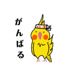 オカメインコのおーちゃん（個別スタンプ：9）