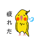 オカメインコのおーちゃん（個別スタンプ：11）