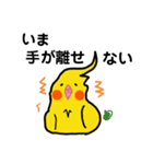 オカメインコのおーちゃん（個別スタンプ：19）