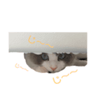 もきゅらーによるもきゅらーの為のスタンプ（個別スタンプ：8）