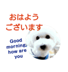 日本語+英語のプードルスタンプ（個別スタンプ：1）