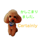 日本語+英語のプードルスタンプ（個別スタンプ：4）