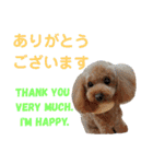 日本語+英語のプードルスタンプ（個別スタンプ：5）