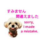 日本語+英語のプードルスタンプ（個別スタンプ：6）