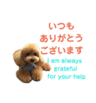 日本語+英語のプードルスタンプ（個別スタンプ：8）