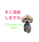 日本語+英語のプードルスタンプ（個別スタンプ：9）