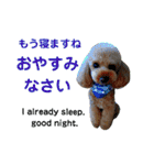 日本語+英語のプードルスタンプ（個別スタンプ：14）
