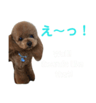 日本語+英語のプードルスタンプ（個別スタンプ：17）