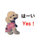 日本語+英語のプードルスタンプ（個別スタンプ：20）