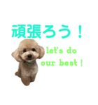 日本語+英語のプードルスタンプ（個別スタンプ：22）