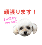 日本語+英語のプードルスタンプ（個別スタンプ：23）
