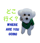 日本語+英語のプードルスタンプ（個別スタンプ：24）