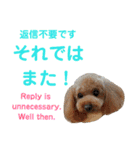 日本語+英語のプードルスタンプ（個別スタンプ：28）