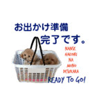日本語+英語のプードルスタンプ（個別スタンプ：32）