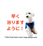 日本語+英語のプードルスタンプ（個別スタンプ：36）