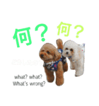 日本語+英語のプードルスタンプ（個別スタンプ：37）