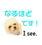 日本語+英語のプードルスタンプ（個別スタンプ：39）