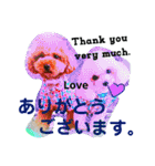 日本語+英語のプードルスタンプ（個別スタンプ：40）