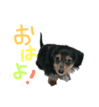 愛犬えるの日常（個別スタンプ：5）