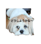 シーズー ミルク（個別スタンプ：4）