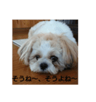 シーズー ミルク（個別スタンプ：5）