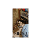 シーズー ミルク（個別スタンプ：7）