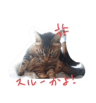猫づくし2（個別スタンプ：1）