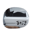 猫づくし2（個別スタンプ：3）