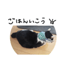 猫づくし2（個別スタンプ：12）