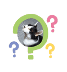 猫づくし2（個別スタンプ：14）