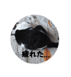 猫づくし2（個別スタンプ：15）