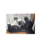 猫づくし2（個別スタンプ：16）