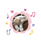 ここちゃんの日常！（個別スタンプ：3）