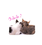 うちのにゃんず♪（個別スタンプ：5）