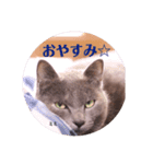 うちのにゃんず♪（個別スタンプ：8）