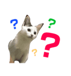 こじろーくんと一緒。（個別スタンプ：8）