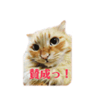 愛すべき茶々丸（個別スタンプ：3）