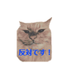愛すべき茶々丸（個別スタンプ：4）