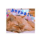 愛すべき茶々丸（個別スタンプ：8）