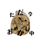 愛すべき茶々丸（個別スタンプ：9）