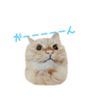 愛すべき茶々丸（個別スタンプ：11）